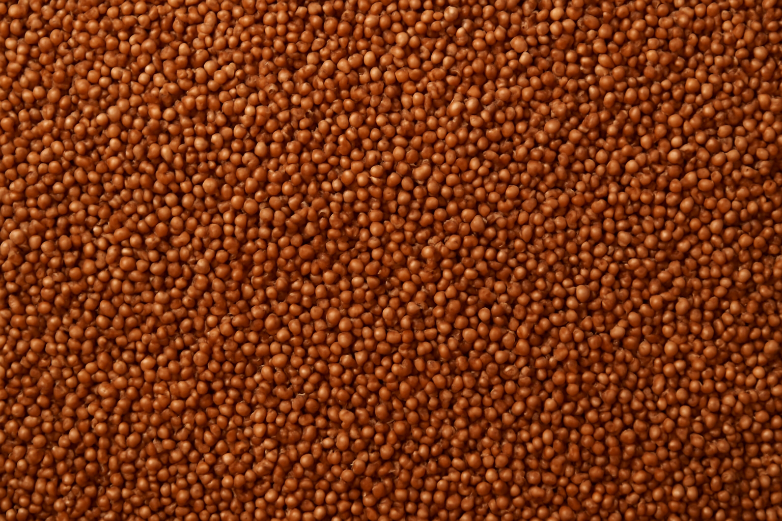 Cañihua